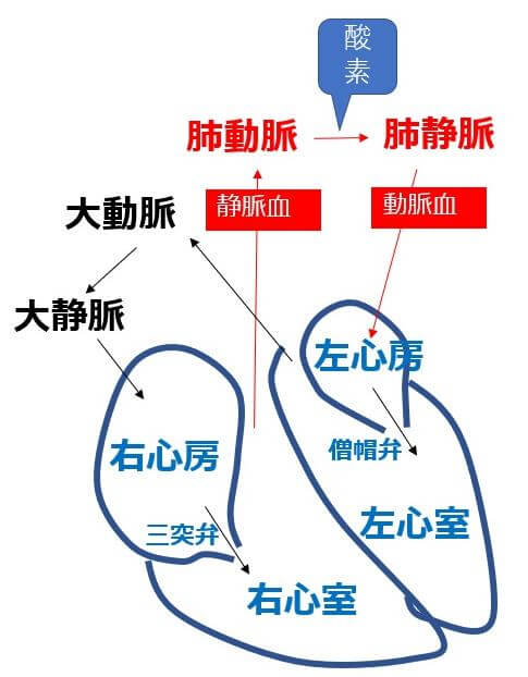 心臓