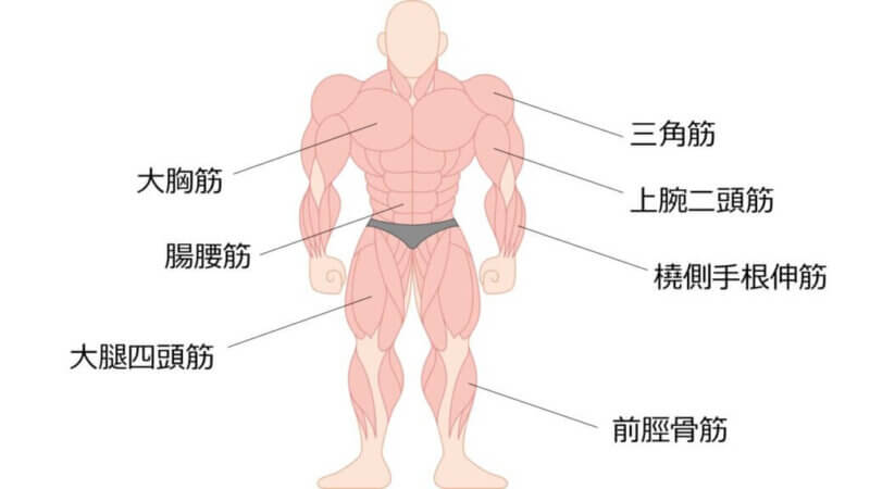 前面の筋肉