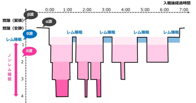 レム睡眠とノンレム睡眠